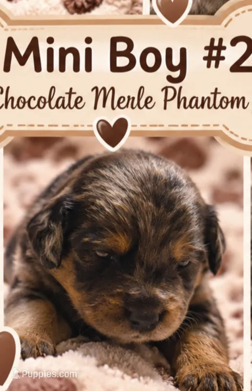 Boy 2 Mini Bernedoodle  – Miniature Bernedoodle puppy for sale in Tarboro, NC