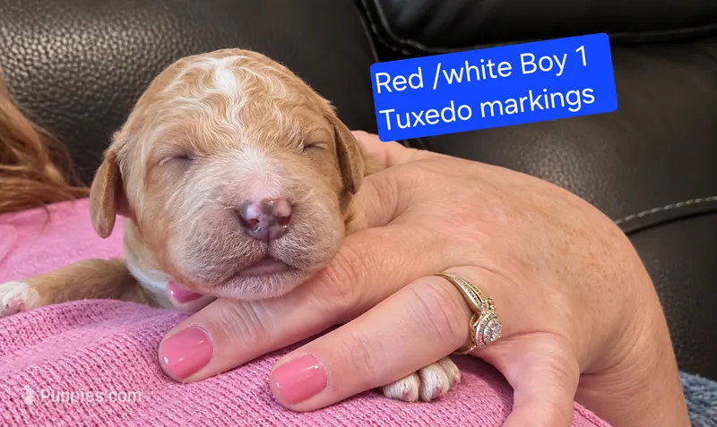 Goldendoodle Boy 1 Red with White Tuxedo markings  – Goldendoodle puppy for sale in Tarboro, NC