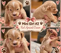Girl #2 Mini Bernadoodle , a female Miniature Bernedoodle for sale in Tarboro, NC – 3 of 7