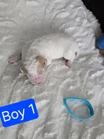 BOY 2 Apricot cream Parti  with Chocolate markings , a male Goldendoodle for sale in Tarboro, NC – Photo 2 of 3