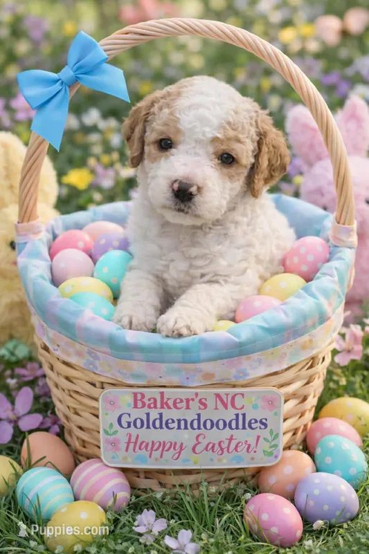 BOY 2 Apricot cream Parti  with Chocolate markings  – Goldendoodle puppy for sale in Tarboro, NC