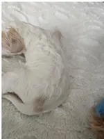 BOY 2 Apricot cream Parti  with Chocolate markings , a male Goldendoodle for sale in Tarboro, NC – Photo 3 of 3