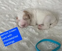 BOY 2 Apricot cream Parti  with Chocolate markings , a male Goldendoodle for sale in Tarboro, NC – Photo 1 of 3