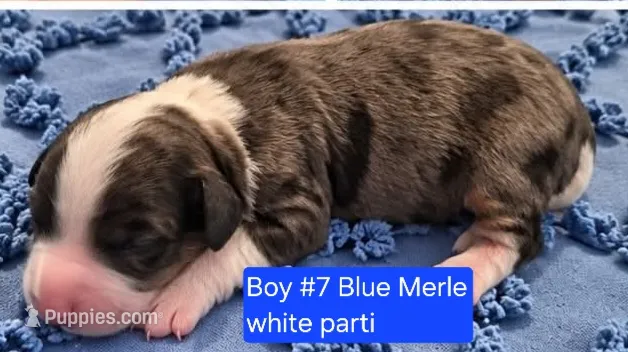 Boy 7 Mini Bernedoodle  – Miniature Bernedoodle puppy for sale in Tarboro, NC
