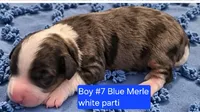 Boy 7 Mini Bernedoodle , a male Miniature Bernedoodle for sale in Tarboro, NC – 1 of 2