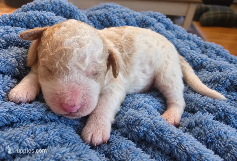 Goldendoodle Boy 2 Apricot cream parti  – Goldendoodle puppy for sale in Tarboro, NC
