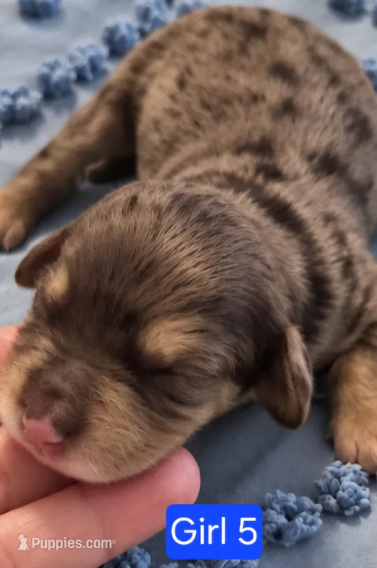 Girl 5 Mini Bernadoodle  – Miniature Bernedoodle puppy for sale in Tarboro, NC