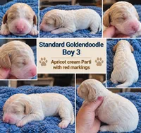 Goldendoodle Boy 3 Apricot cream / red , a male Goldendoodle for sale in Tarboro, NC – 2 of 2