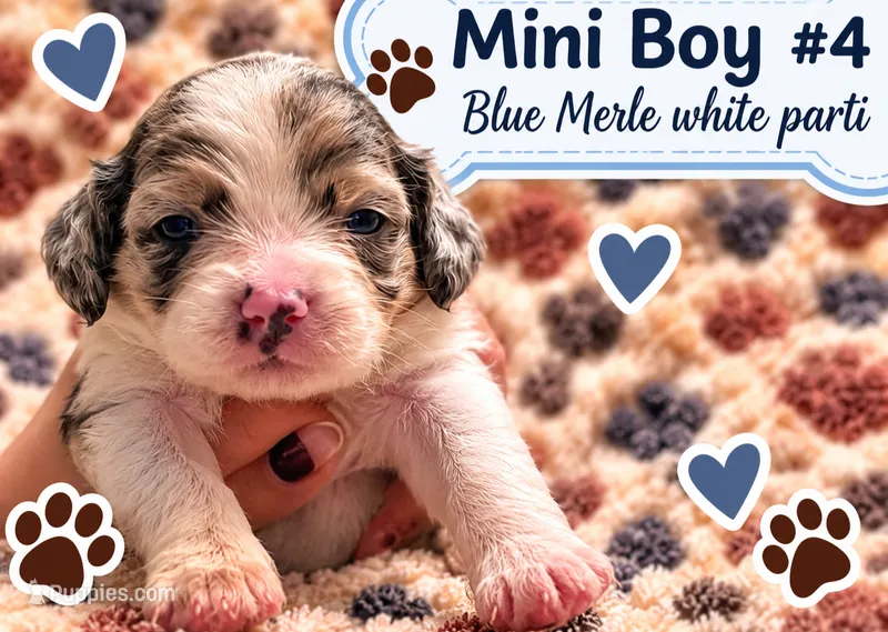 Boy 4 Mini Bernedoodle  – Miniature Bernedoodle puppy for sale in Tarboro, NC