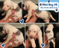 Boy 6 Mini Bernedoodle , a male Miniature Bernedoodle for sale in Tarboro, NC – 4 of 8