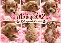 Girl #2 Mini Bernadoodle , a female Miniature Bernedoodle for sale in Tarboro, NC – 5 of 7
