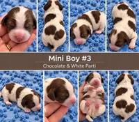 Boy 3 Mini Bernedoodle , a male Miniature Bernedoodle for sale in Tarboro, NC – 2 of 2