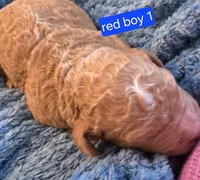 Goldendoodle Boy 1 Red with White Tuxedo markings , a male Goldendoodle for sale in Tarboro, NC – 2 of 6