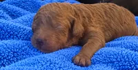 Goldendoodle boy 6 Red , a male Goldendoodle for sale in Tarboro, NC – 2 of 5