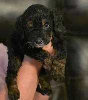 Boy 1 Mini Bernadoodle , a male Miniature Bernedoodle for sale in Tarboro, NC – 4 of 8