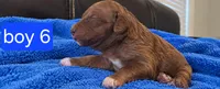 Goldendoodle Boy 5 Red , a male Goldendoodle for sale in Tarboro, NC – 2 of 4