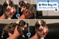 Boy 4 Mini Bernedoodle , a male Miniature Bernedoodle for sale in Tarboro, NC – 2 of 7