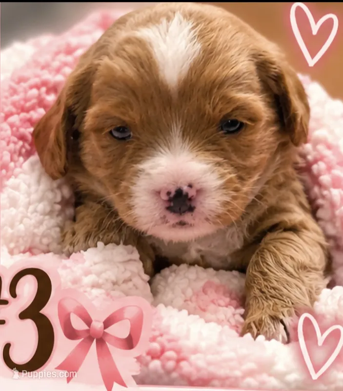 Girl 3 Mini Bernadoodle  – Miniature Bernedoodle puppy for sale in Tarboro, NC