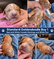 Goldendoodle Boy 1 Red with White Tuxedo markings , a male Goldendoodle for sale in Tarboro, NC – 6 of 6