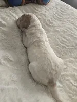 Girl 6 Apricot cream with Chocolate markings , a female Goldendoodle for sale in Tarboro, NC – Photo 5 of 5