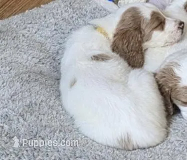 Girl 6 Apricot cream with Chocolate markings  – Goldendoodle puppy for sale in Tarboro, NC