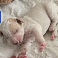 Girl 6 Apricot cream with Chocolate markings , a female Goldendoodle for sale in Tarboro, NC – Photo 8 of 9