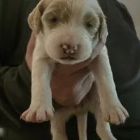 Girl 6 Apricot cream with Chocolate markings , a female Goldendoodle for sale in Tarboro, NC – Photo 4 of 9
