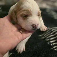 Girl 6 Apricot cream with Chocolate markings , a female Goldendoodle for sale in Tarboro, NC – Photo 5 of 9
