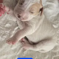 Girl 6 Apricot cream with Chocolate markings , a female Goldendoodle for sale in Tarboro, NC – Photo 6 of 9