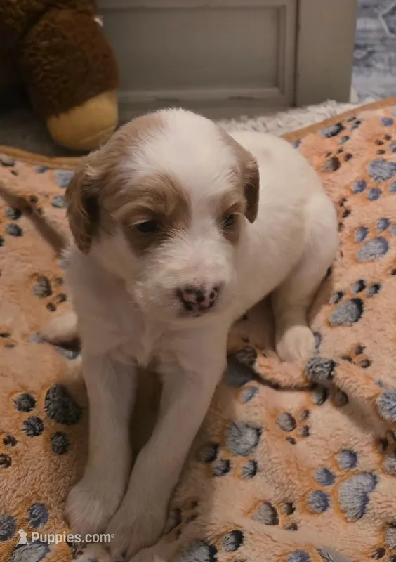 Girl 6 Apricot cream with Chocolate markings 