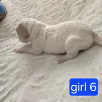 Girl 6 Apricot cream with Chocolate markings , a female Goldendoodle for sale in Tarboro, NC – Photo 9 of 9