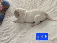 Girl 6 Apricot cream with Chocolate markings , a female Goldendoodle for sale in Tarboro, NC – Photo 3 of 5