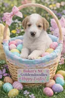 Girl 6 Apricot cream with Chocolate markings , a female Goldendoodle for sale in Tarboro, NC – Photo 1 of 9