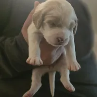 Girl 6 Apricot cream with Chocolate markings , a female Goldendoodle for sale in Tarboro, NC – Photo 7 of 9