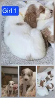 Girl 6 Apricot cream with Chocolate markings , a female Goldendoodle for sale in Tarboro, NC – Photo 5 of 5