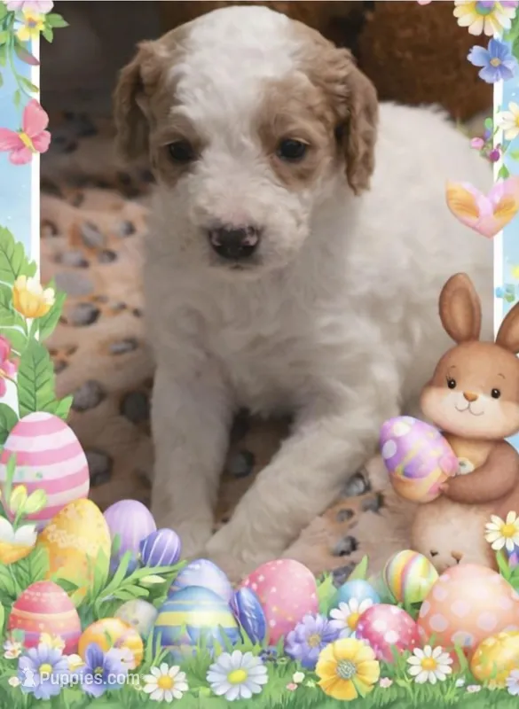 Girl 6 Apricot cream with Chocolate markings  – Goldendoodle puppy for sale in Tarboro, NC