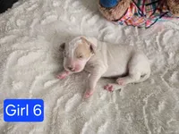 Girl 6 Apricot cream with Chocolate markings , a female Goldendoodle for sale in Tarboro, NC – Photo 4 of 5