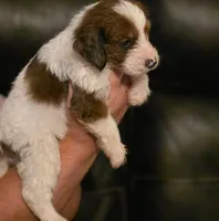 Boy 3 Mini Bernedoodle , a male Miniature Bernedoodle for sale in Tarboro, NC – 5 of 9