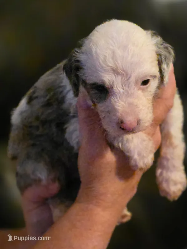 Boy 7 Mini Bernedoodle  – Miniature Bernedoodle puppy for sale in Tarboro, NC