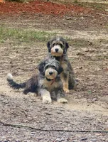 Bakers Nc Mini bernadoodles , a male Miniature Bernedoodle for sale in Tarboro, NC – 1 of 2