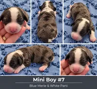Boy 7 Mini Bernedoodle , a male Miniature Bernedoodle for sale in Tarboro, NC – 2 of 2