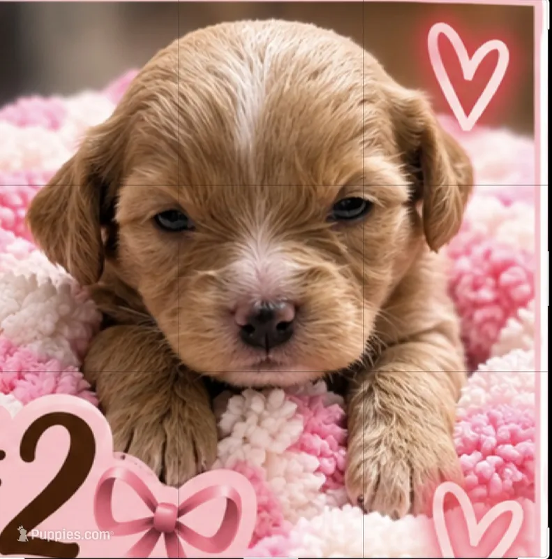 Girl #2 Mini Bernadoodle  – Miniature Bernedoodle puppy for sale in Tarboro, NC
