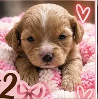 Girl #2 Mini Bernadoodle , a female Miniature Bernedoodle for sale in Tarboro, NC – 2 of 7