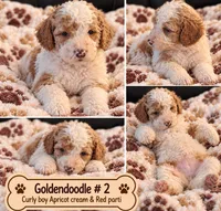 Goldendoodle  Curly Boy 2 Apricot cream parti , a male Goldendoodle for sale in Tarboro, NC – 2 of 7