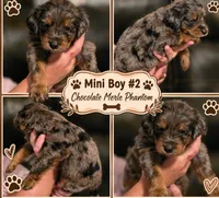 Boy 2 Mini Bernedoodle , a male Miniature Bernedoodle for sale in Tarboro, NC – 2 of 7
