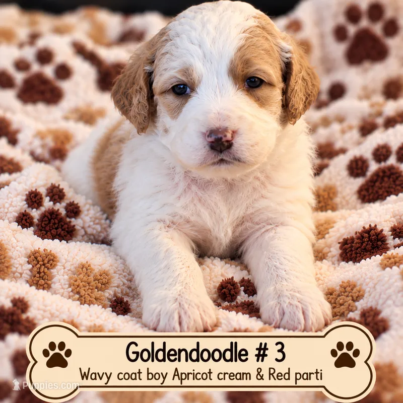 Goldendoodle Boy 3 Apricot cream / red  – Goldendoodle puppy for sale in Tarboro, NC