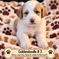 Goldendoodle wavy/ curly  Boy 3 Apricot cream / red , a male Goldendoodle for sale in Tarboro, NC – 1 of 4