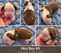 Boy 5 Mini Bernedoodle , a male Miniature Bernedoodle for sale in Tarboro, NC – 2 of 2