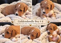 Goldendoodle  Curly Boy 4 Red white Tuxedo markings , a male Goldendoodle for sale in Tarboro, NC – 2 of 7