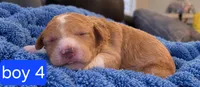 Goldendoodle Boy 4 Red white Tuxedo markings , a male Goldendoodle for sale in Tarboro, NC – 1 of 5